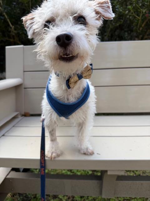 Stephen, a ADOPTABLE mixed breed in Spring, TX image 3/4