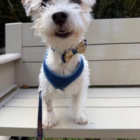 Enlarge Stephen, a ADOPTABLE mixed breed in Spring, TX image 4/5