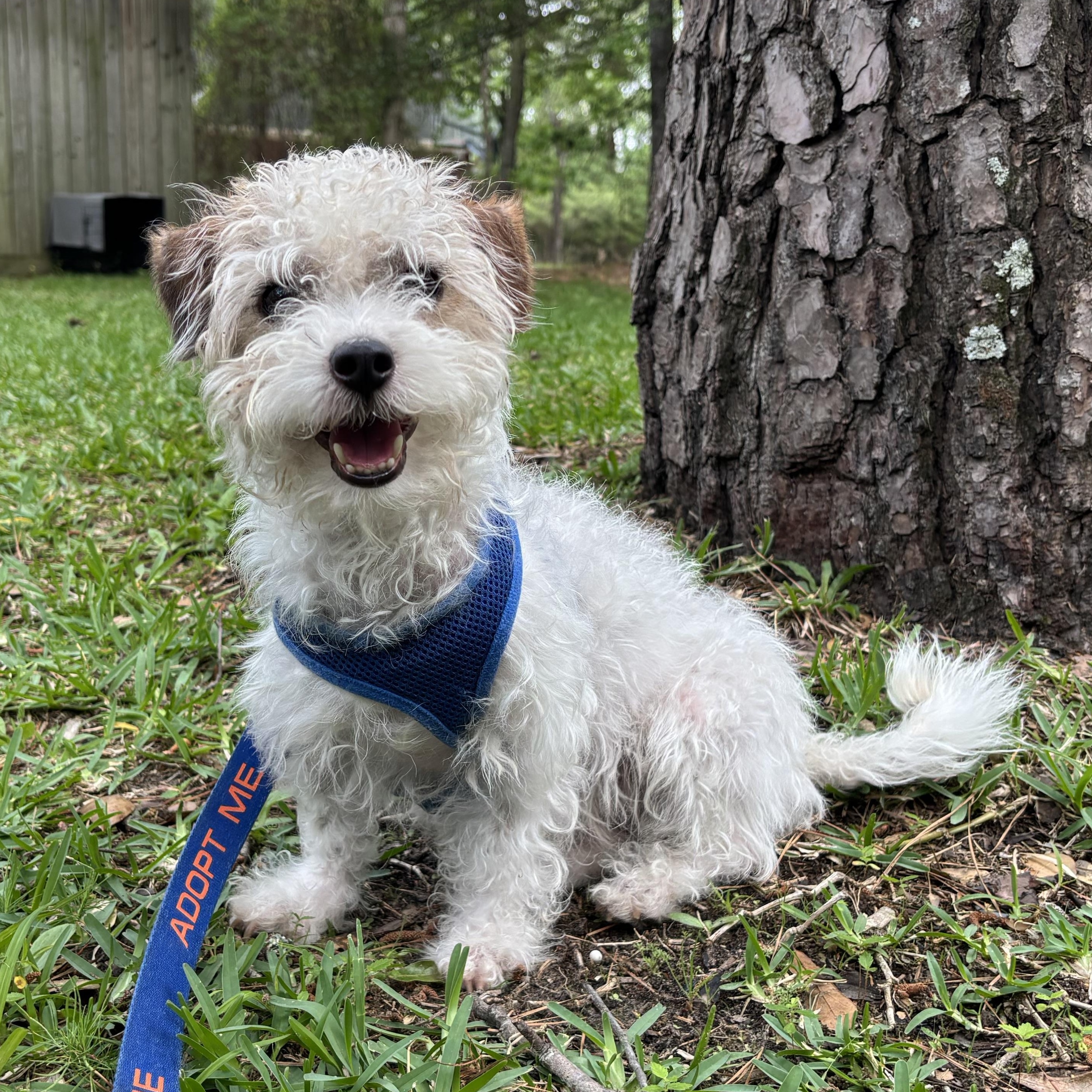 Stephen, ADOPTABLE, Young Male Terrier & Mixed Breed.