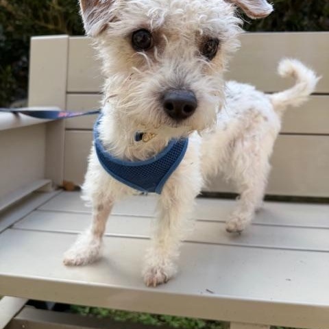 Stephen, a ADOPTABLE mixed breed in Spring, TX image 2/4