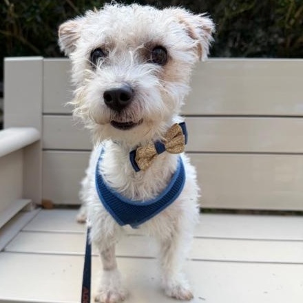 Enlarge Stephen, a ADOPTABLE mixed breed in Spring, TX image 5/5