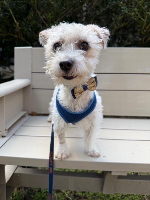 Stephen, a ADOPTABLE mixed breed in Spring, TX image 4/4