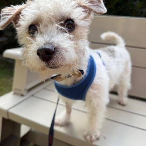 Stephen, a ADOPTABLE mixed breed in Spring, TX image 1/4