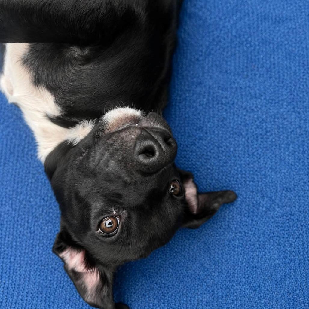 Enlarge Thomas, a Adoptable mixed breed in Enterprise, AL image 1/4
