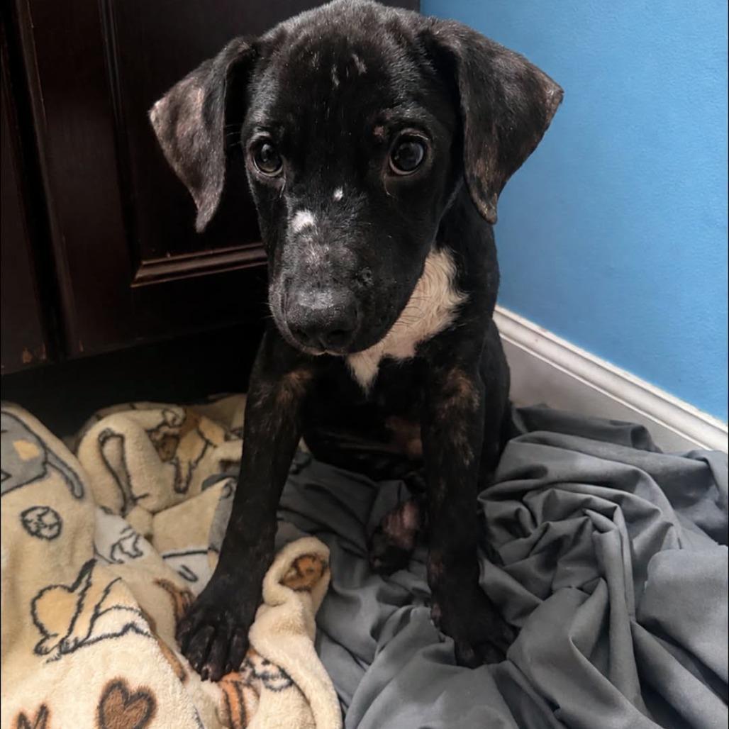 Enlarge Thomas, a Adoptable mixed breed in Enterprise, AL image 3/4