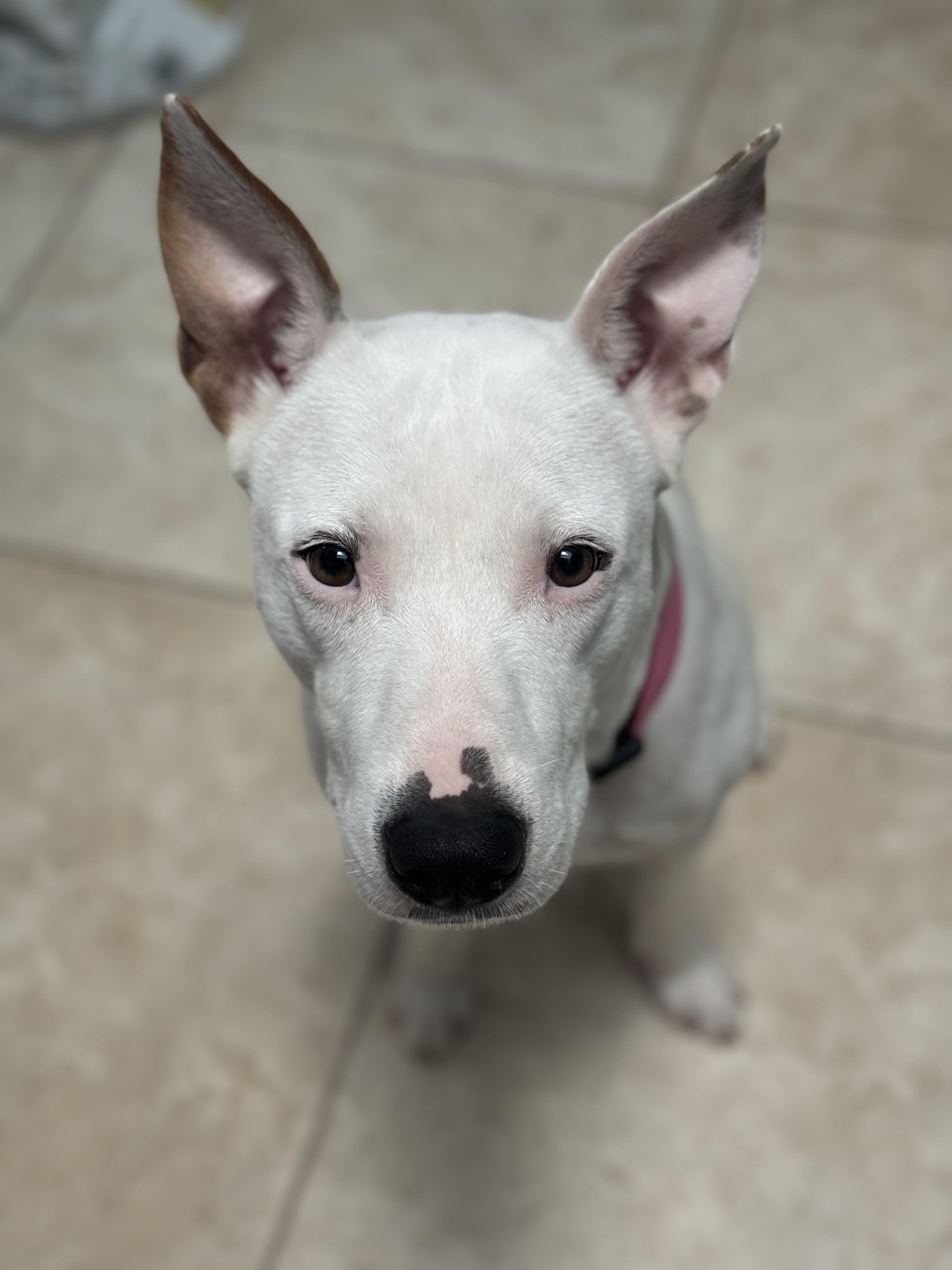 Lucy, Adult Female American Staffordshire Terrier