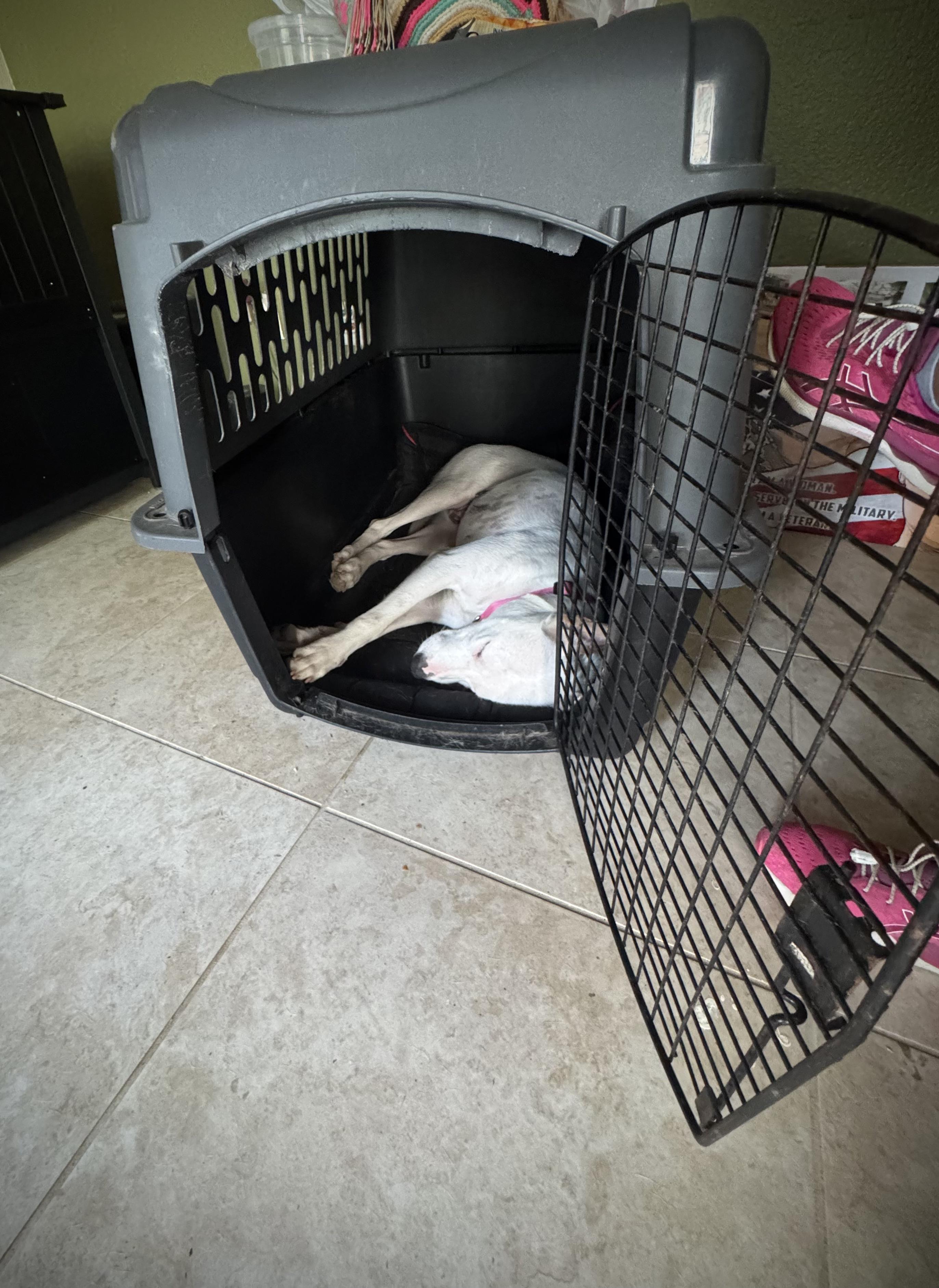 Lucy photo 2