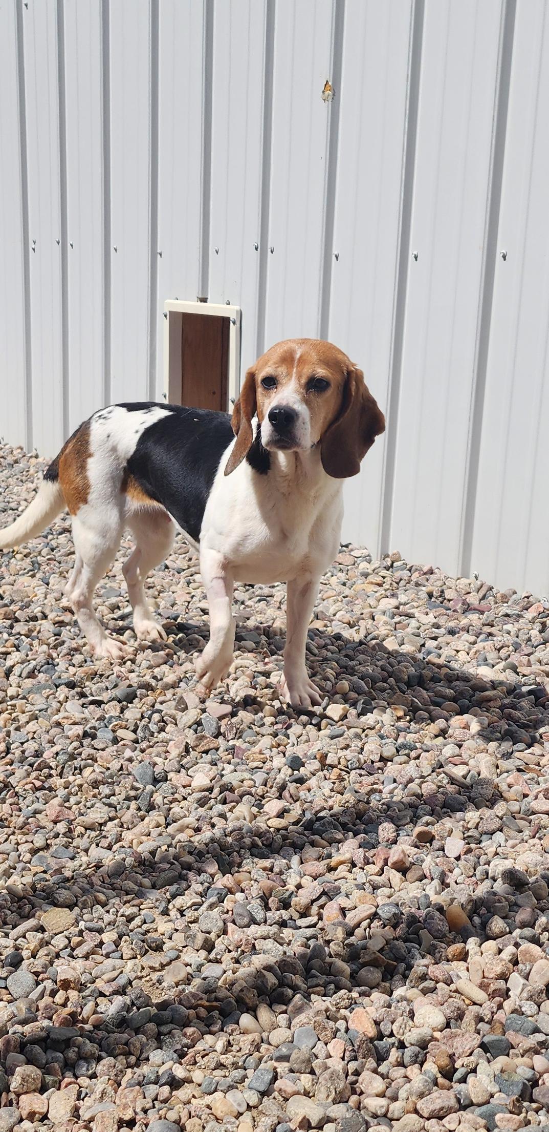 Jodie, an adoptable Beagle in Hartville, WY, 82215 | Photo Image 1
