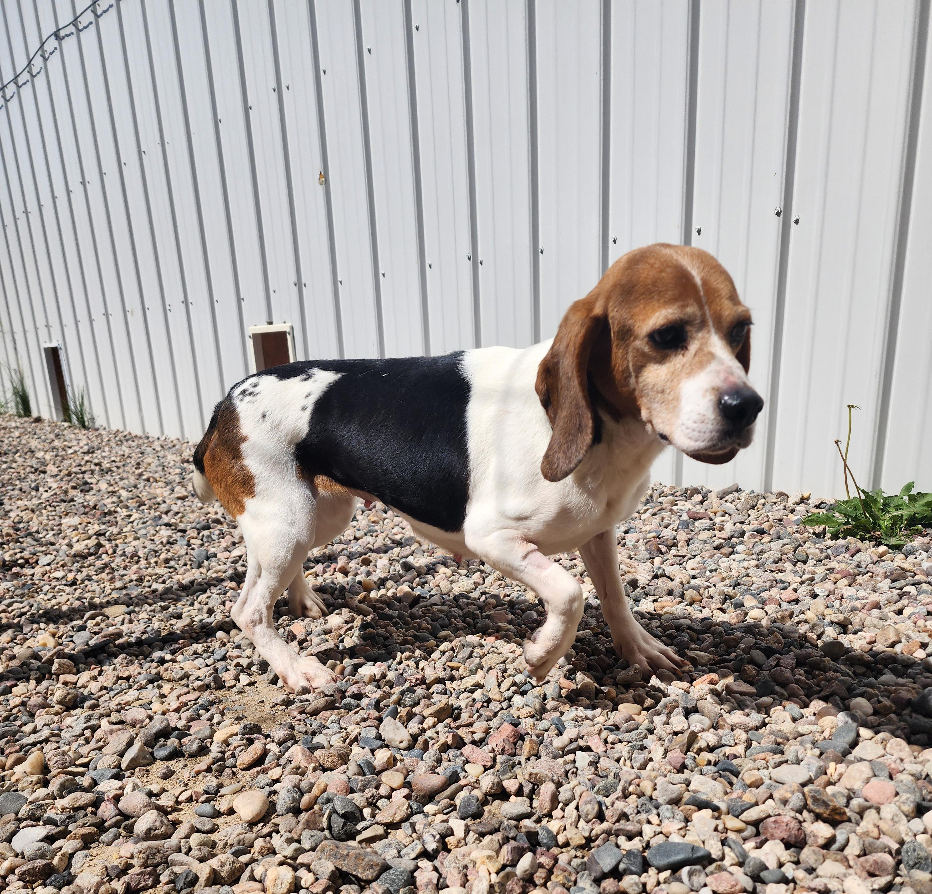 Jodie, an adoptable Beagle in Hartville, WY, 82215 | Photo Image 3