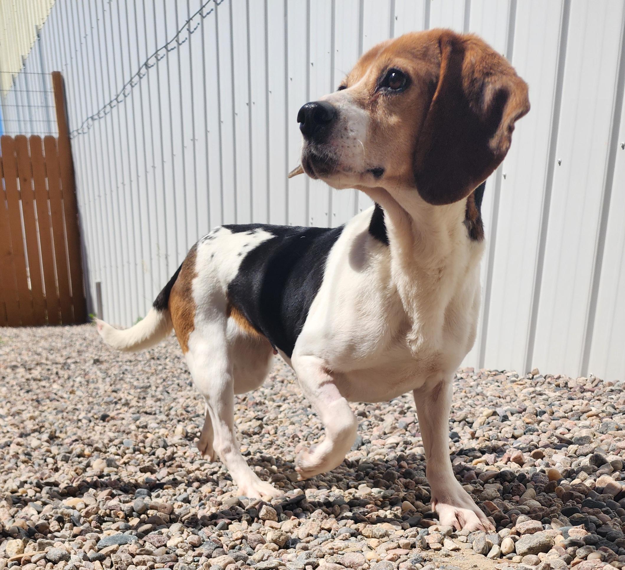 Jodie, an adoptable Beagle in Hartville, WY, 82215 | Photo Image 2