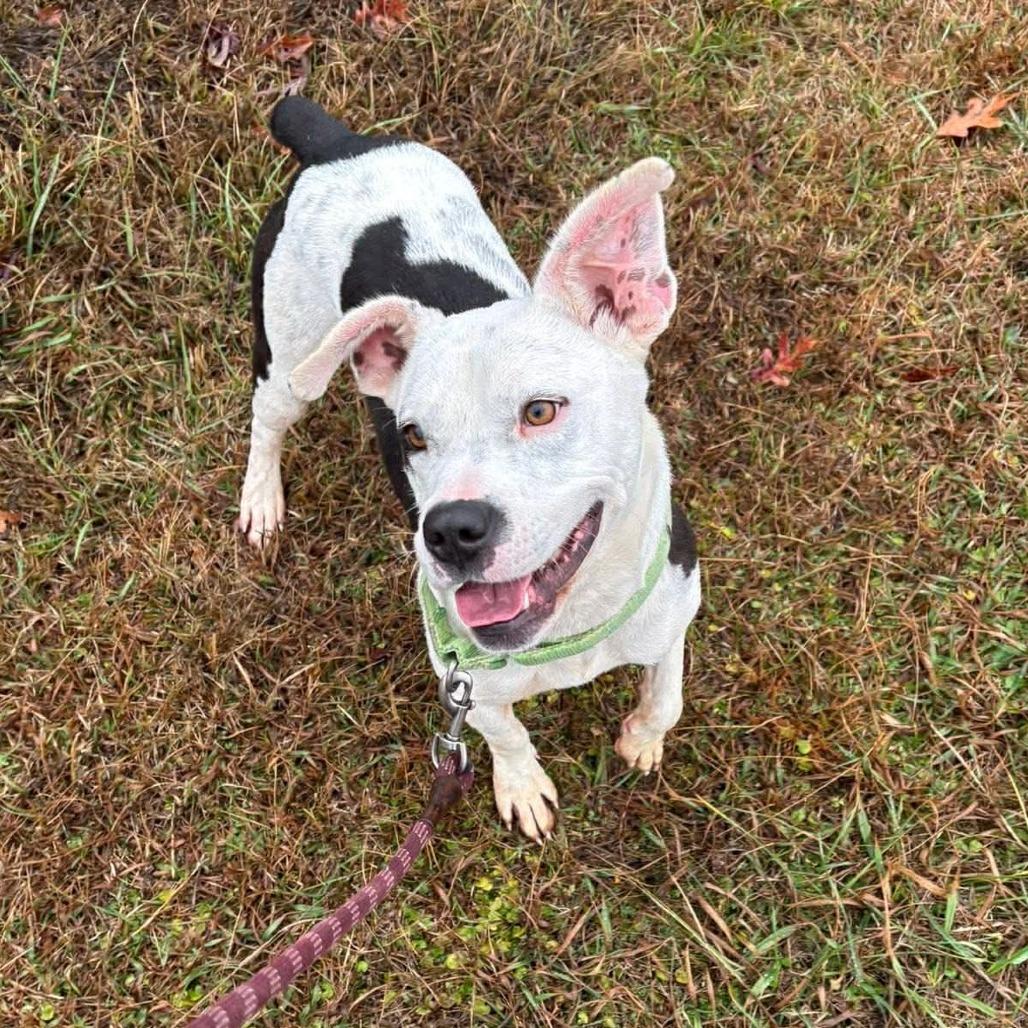 Dallas, Adoptable, Adult Male Mixed Breed.