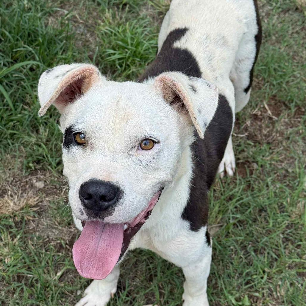 Enlarge Dallas, a Adoptable Mixed Breed in Hamilton, GA image 2/6