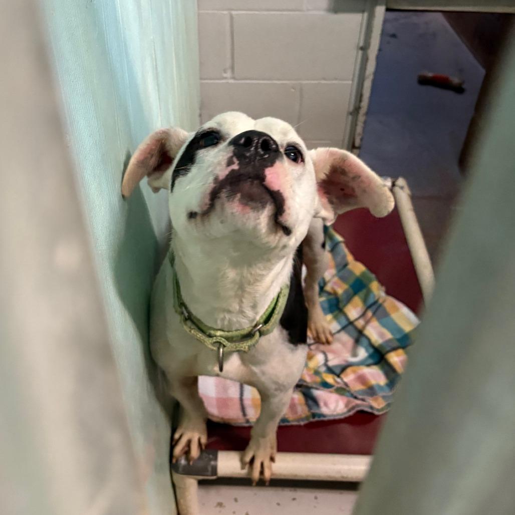 Dallas, a Adoptable Mixed Breed in Hamilton, GA image 1/2