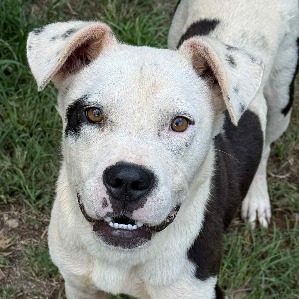 Enlarge Dallas, a Adoptable Mixed Breed in Hamilton, GA image 3/6