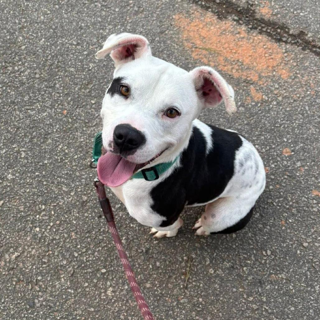 Enlarge Dallas, a Adoptable Mixed Breed in Hamilton, GA image 4/6