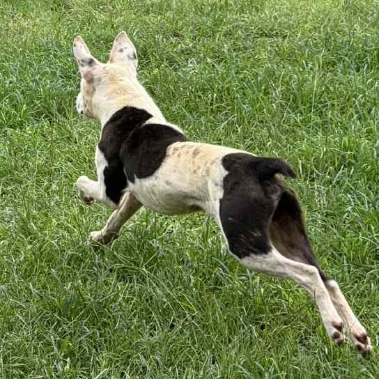 Enlarge Dallas, a Adoptable Mixed Breed in Hamilton, GA image 5/6