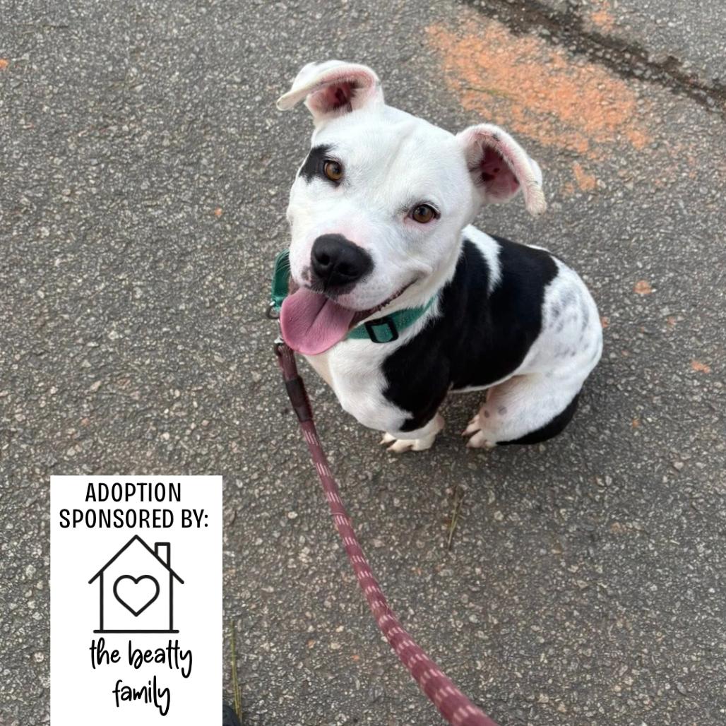 Enlarge Dallas, a Adoptable Mixed Breed in Hamilton, GA image 6/6