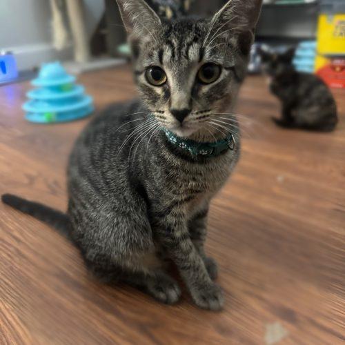 Enlarge Ellis, a Adoptable American Shorthair in Paulina, LA image 1/6