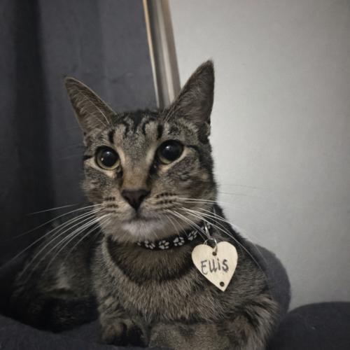 Enlarge Ellis, a Adoptable American Shorthair in Paulina, LA image 2/6