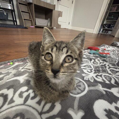 Enlarge Ellis, a Adoptable American Shorthair in Paulina, LA image 3/6