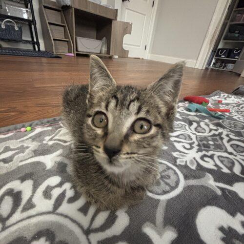 Enlarge Ellis, a Adoptable American Shorthair in Paulina, LA image 4/6