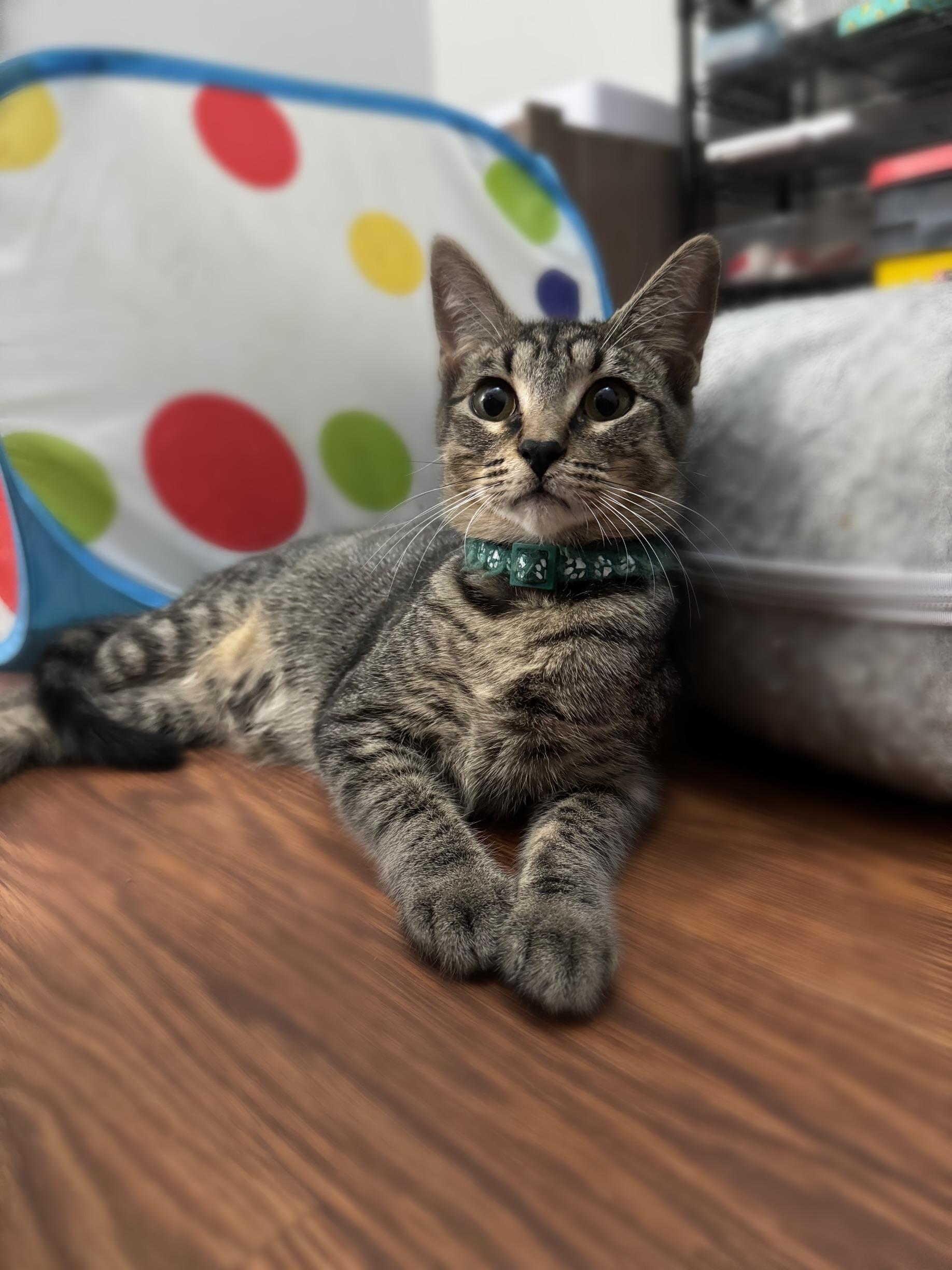 Enlarge Ellis, a Adoptable American Shorthair in Paulina, LA image 5/6