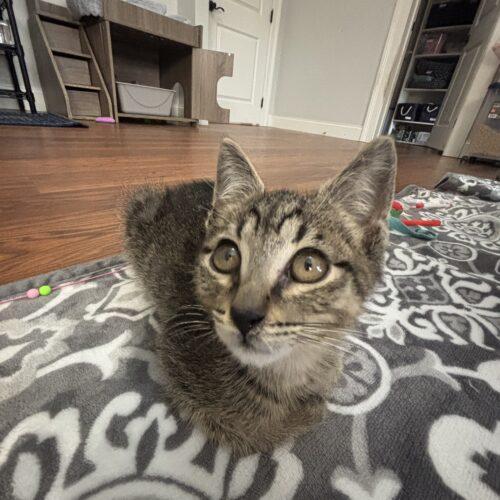 Enlarge Ellis, a Adoptable American Shorthair in Paulina, LA image 6/6