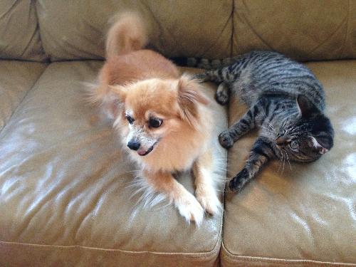 Thumbelina, Adopted, Kitten Female American Shorthair.