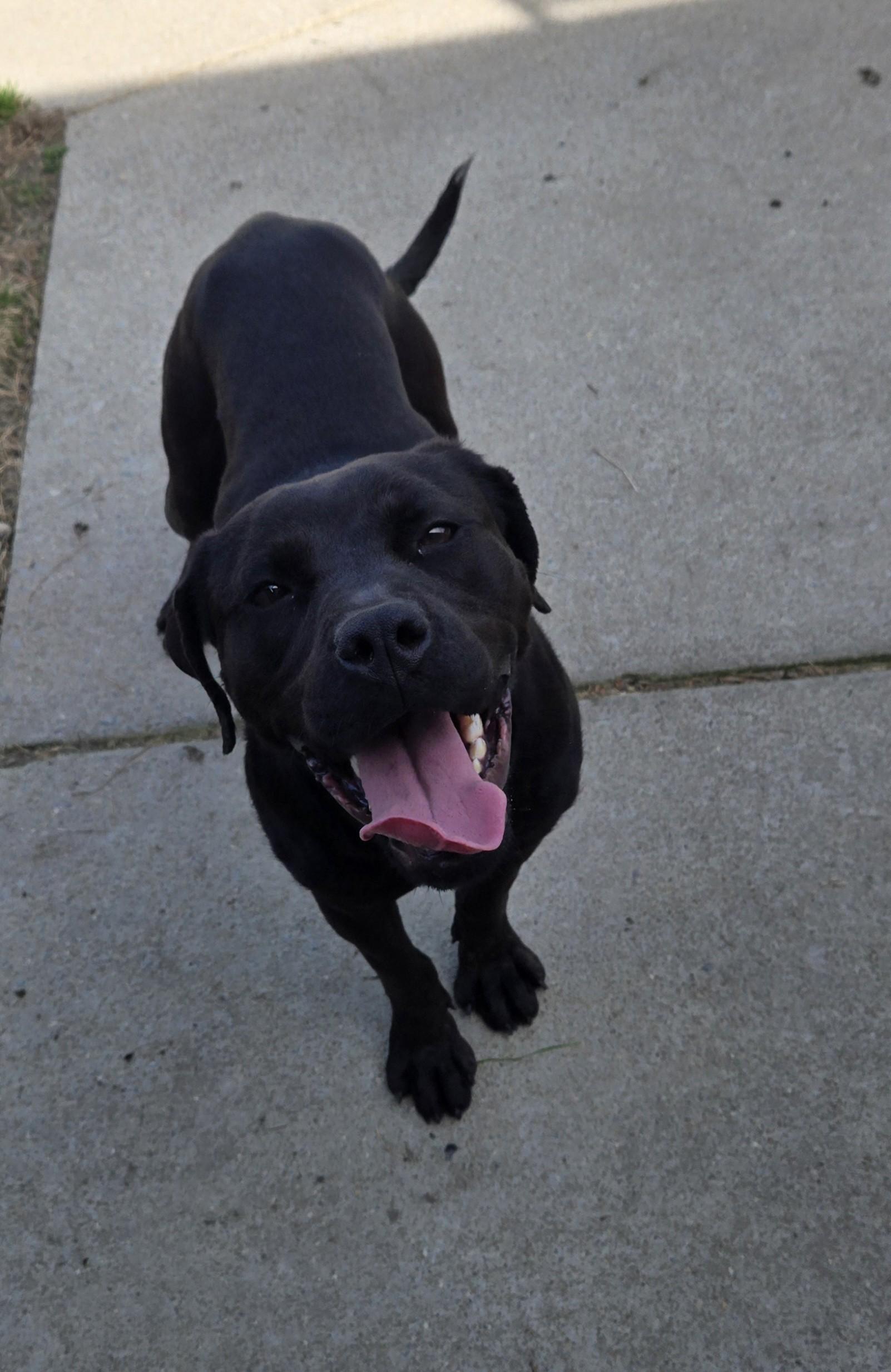 Enlarge Viola, a ADOPTABLE Pit Bull Terrier in Suffolk, VA image 3/3