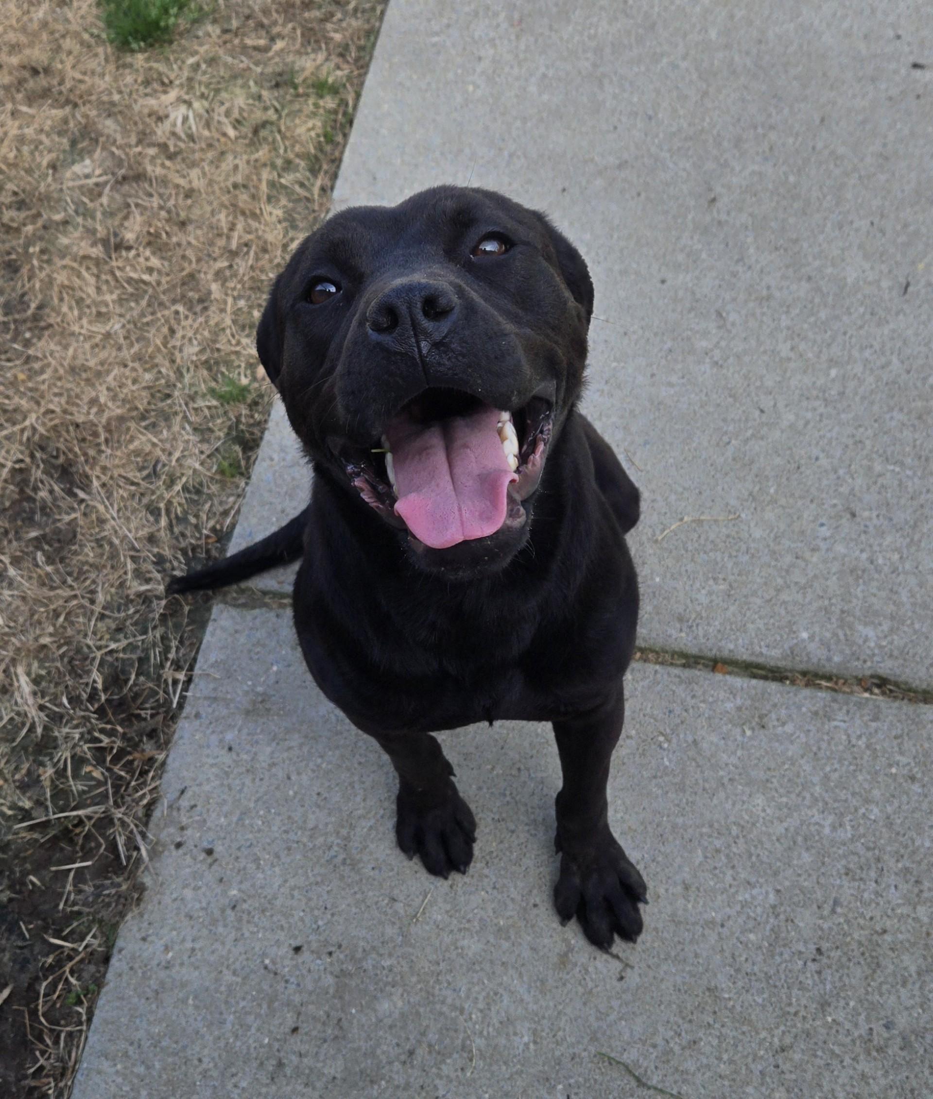 Enlarge Viola, a ADOPTABLE Pit Bull Terrier in Suffolk, VA image 2/3