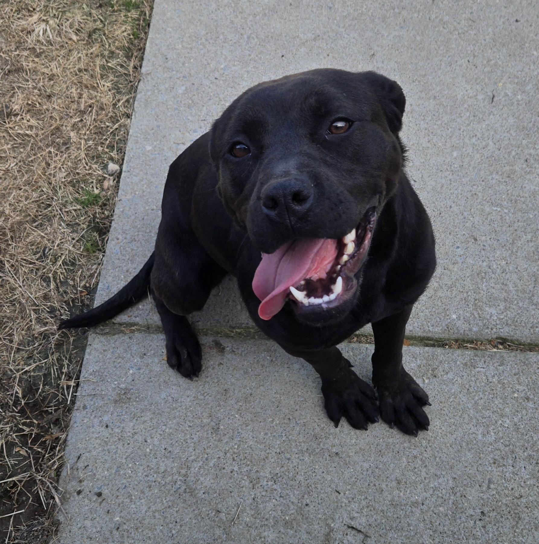 Enlarge Viola, a ADOPTABLE Pit Bull Terrier in Suffolk, VA image 1/3