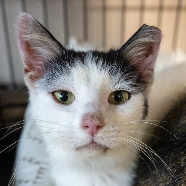 Bianca, an adoptable Domestic Short Hair in Lapeer, MI image 3/5