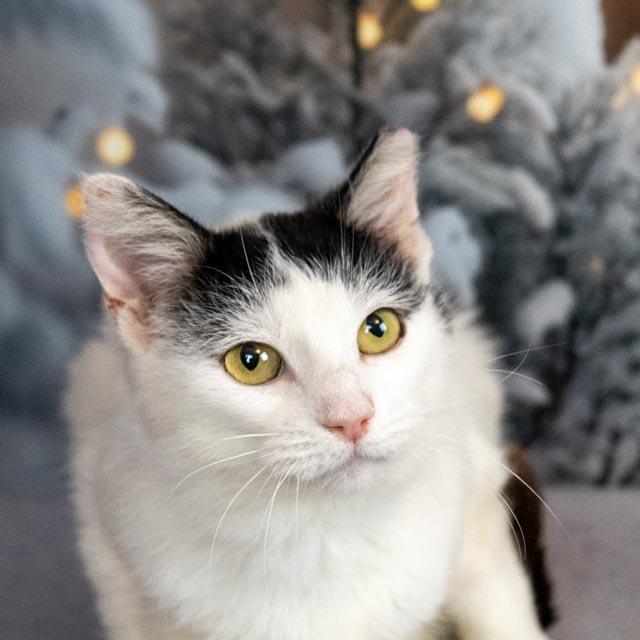 Bianca, an adoptable Domestic Short Hair in Lapeer, MI image 4/5