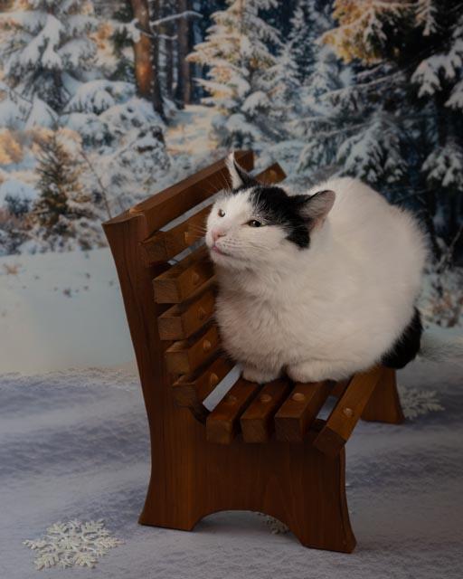 Bianca, adoptable, Adult Female Domestic Short Hair.