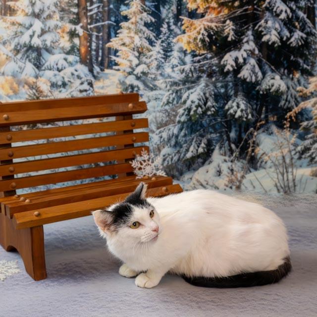 Bianca, an adoptable Domestic Short Hair in Lapeer, MI image 5/5