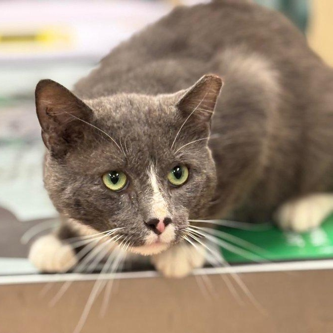 Grayson, an adoptable Domestic Short Hair in Batavia, NY_image-1