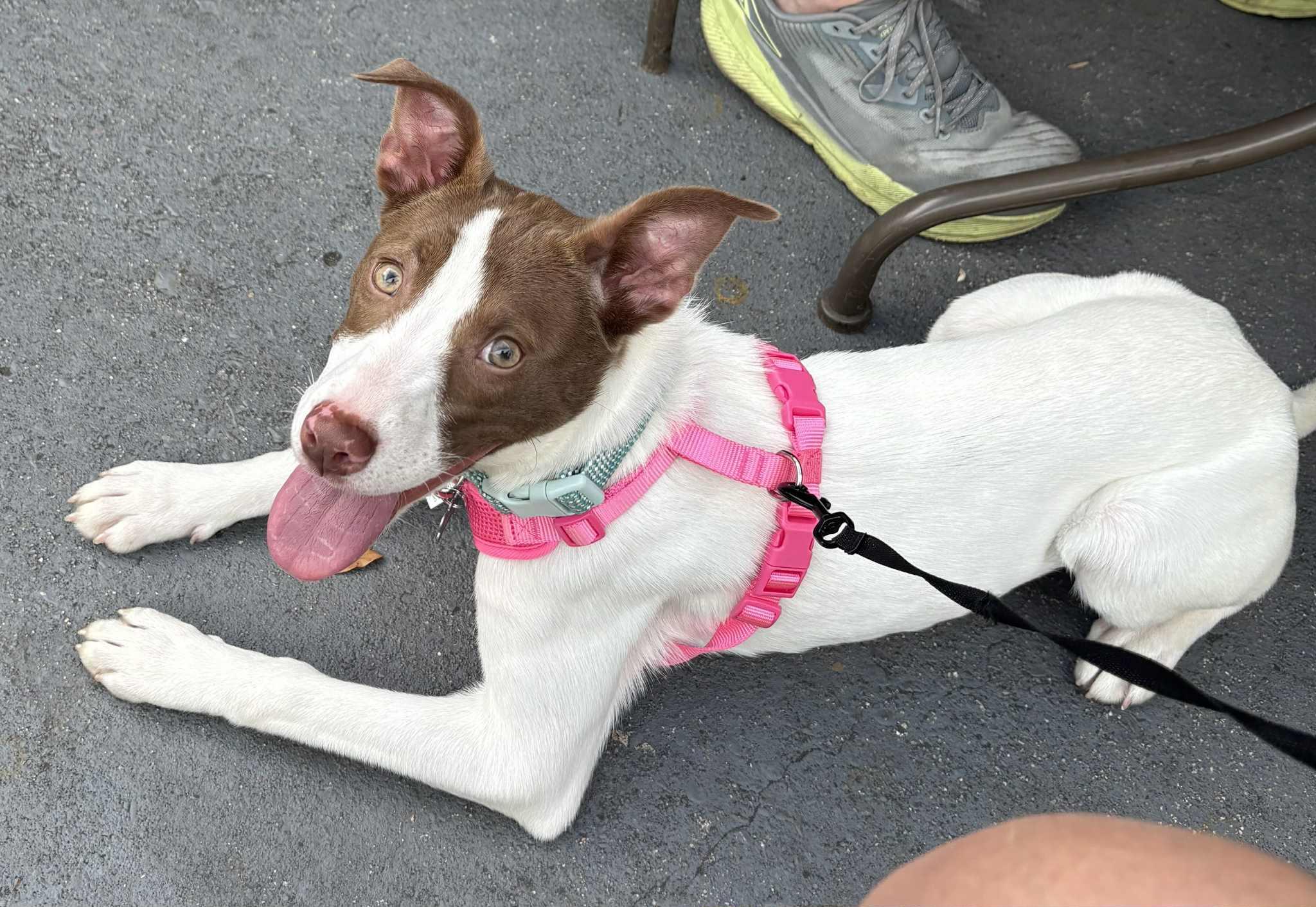 Opal