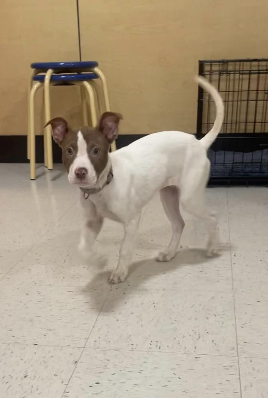 Opal, Baby Female Jack Russell Terrier