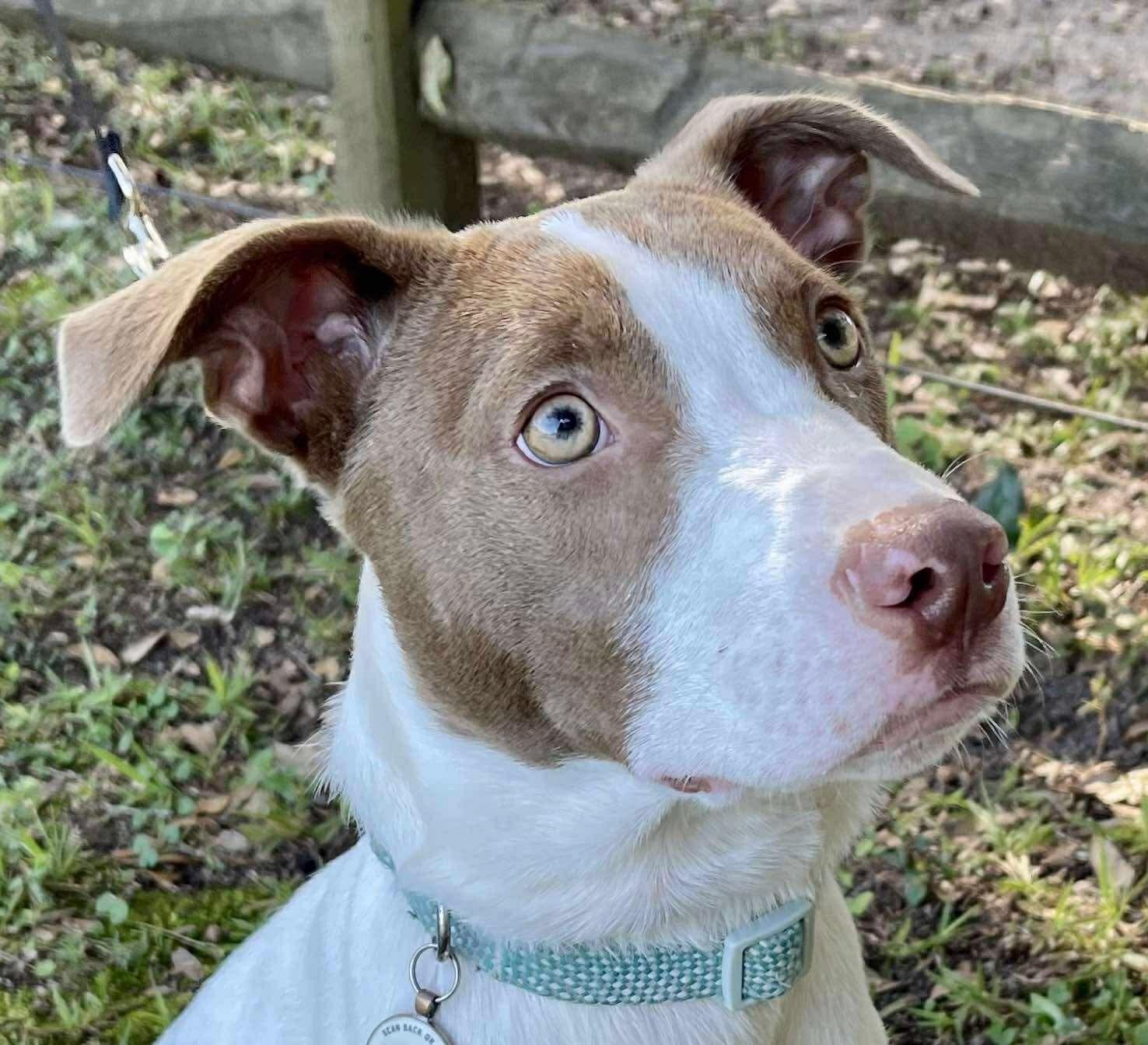 Opal, a Adoptable mixed breed in Mobile, AL image 2/2