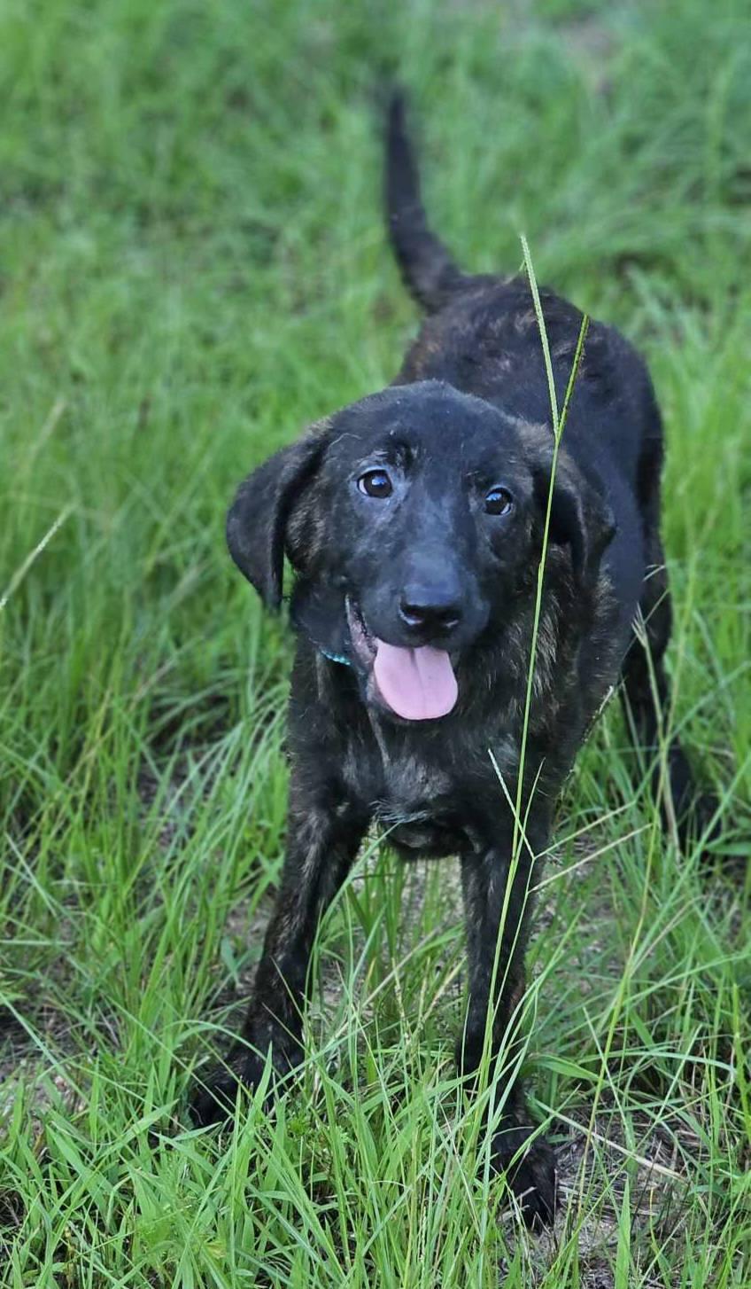 Chamomile, a Adoptable mixed breed in Fort Payne, AL image 1/3