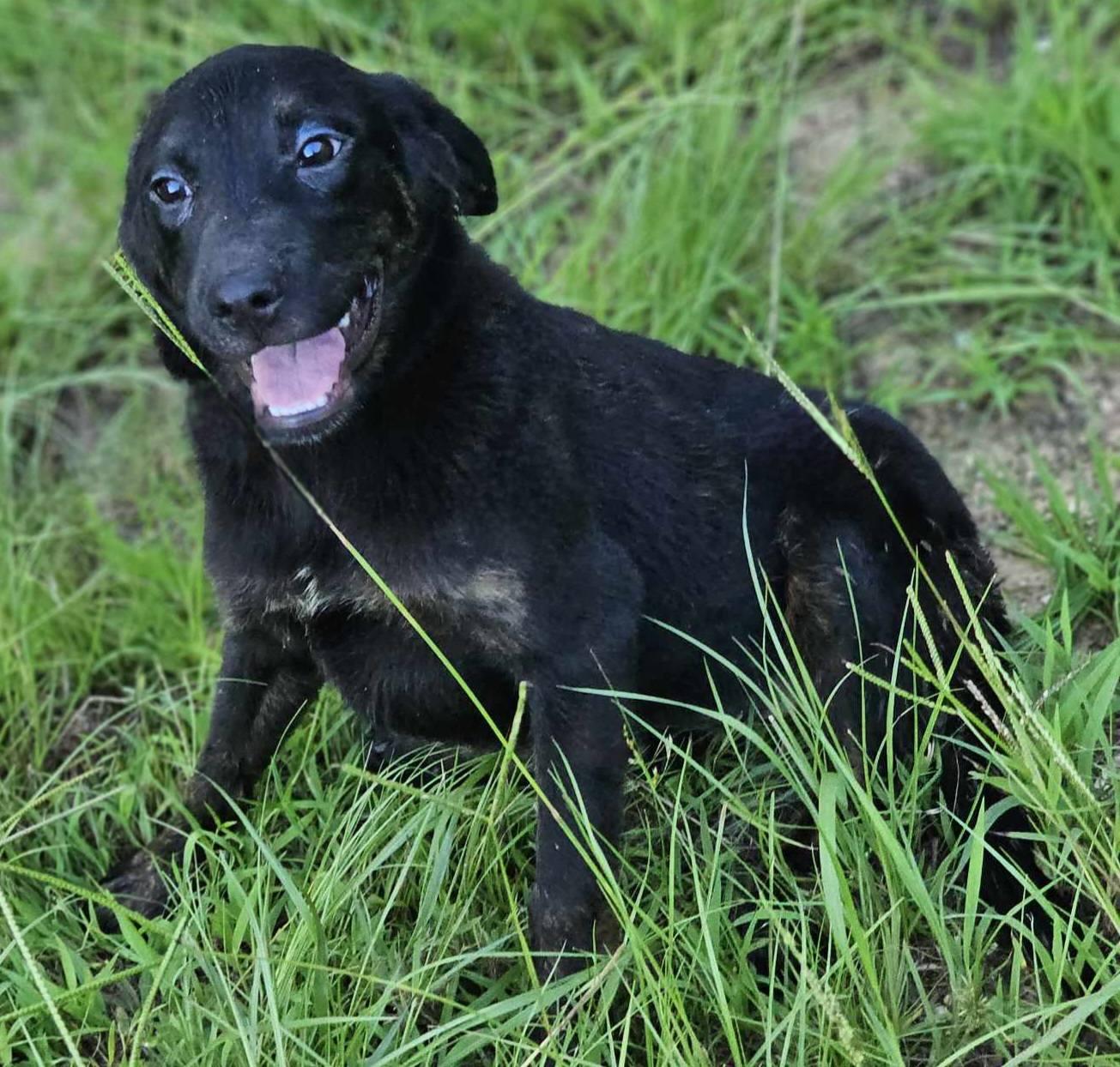 Chamomile, a Adoptable mixed breed in Fort Payne, AL image 2/3