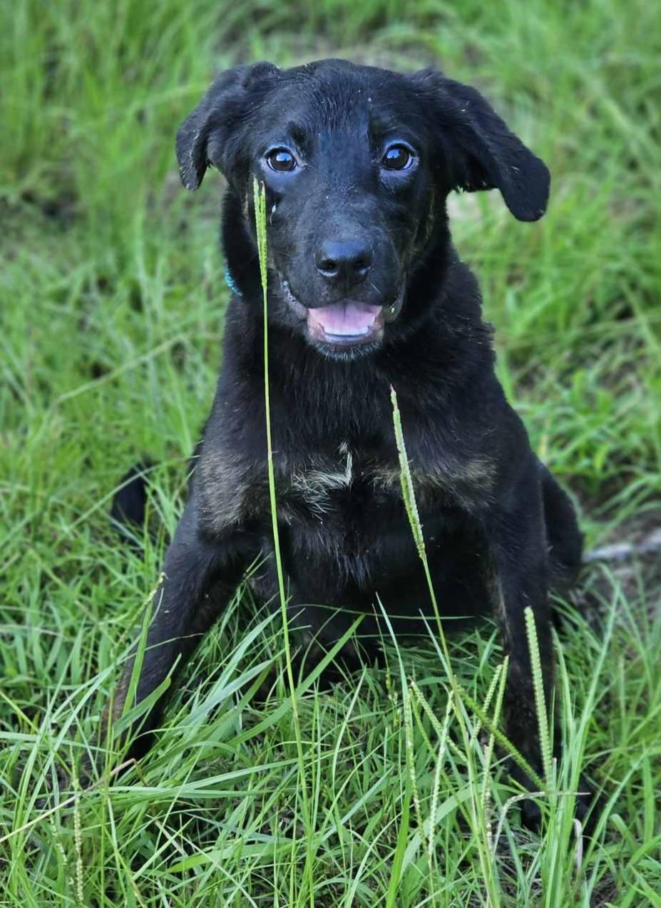 Chamomile, a Adoptable mixed breed in Fort Payne, AL image 3/3