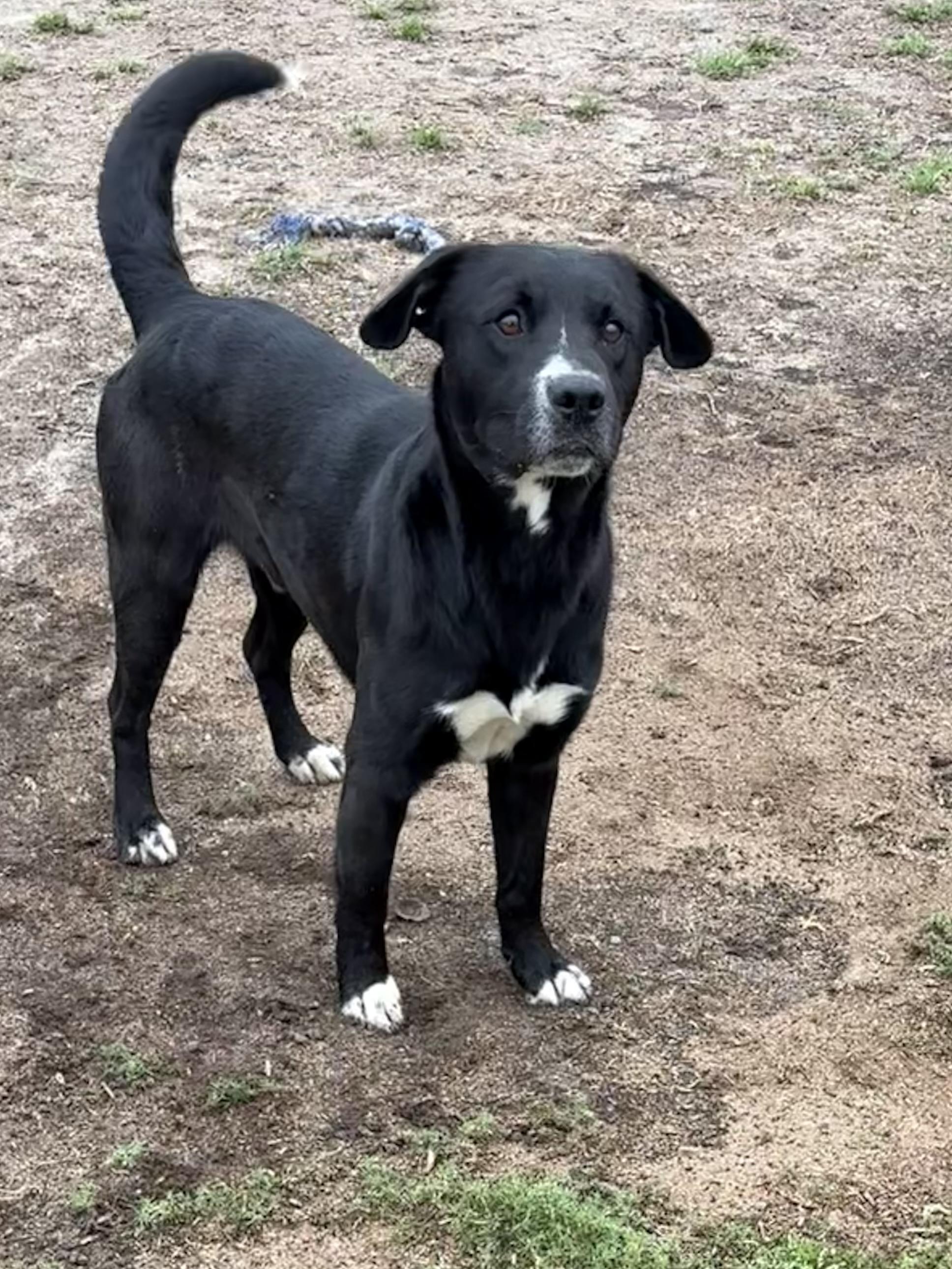 Avery, ADOPTABLE, Young Male Border Collie.
