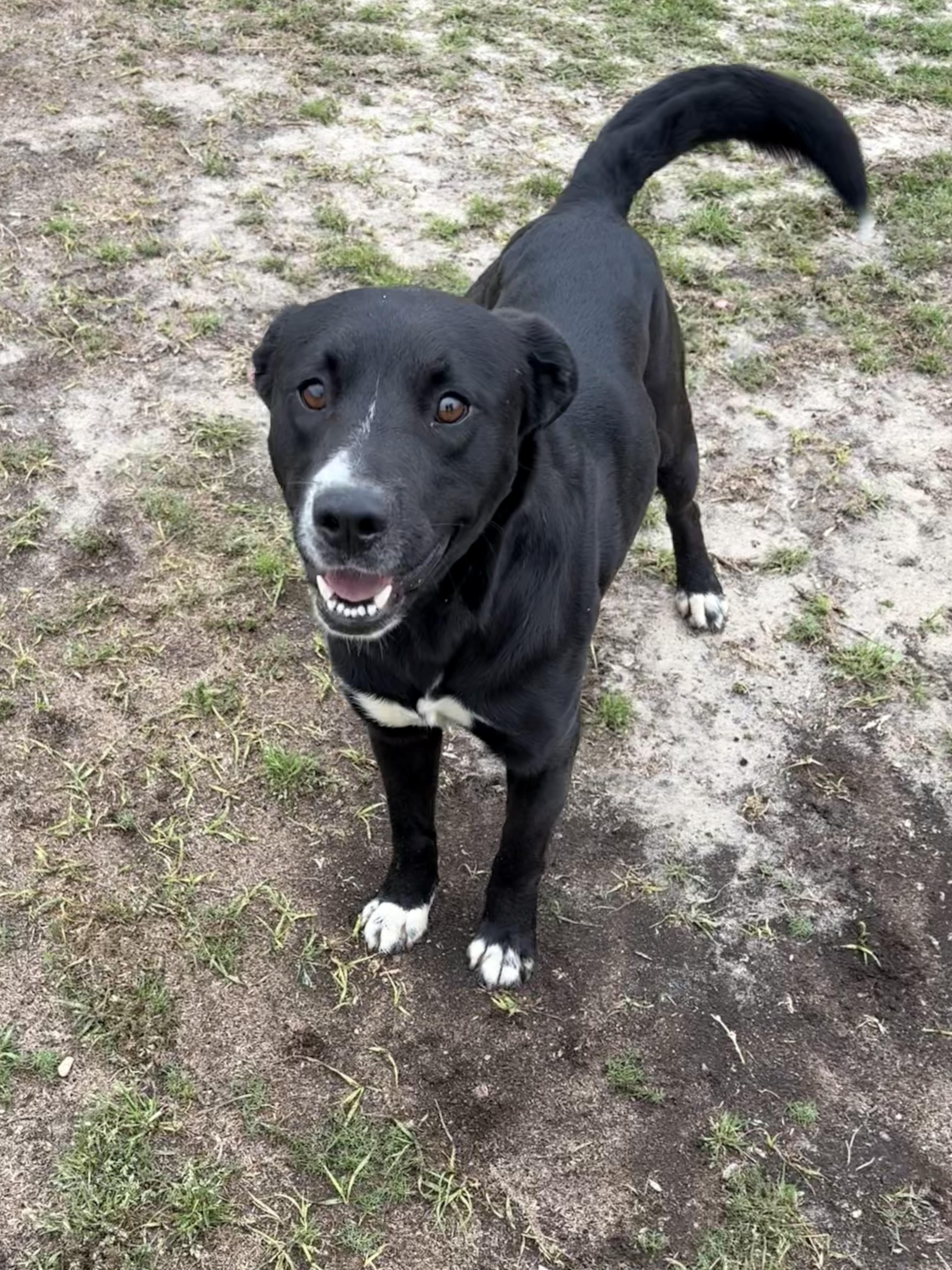 Enlarge Avery, a ADOPTABLE mixed breed in Valdosta, GA image 4/5