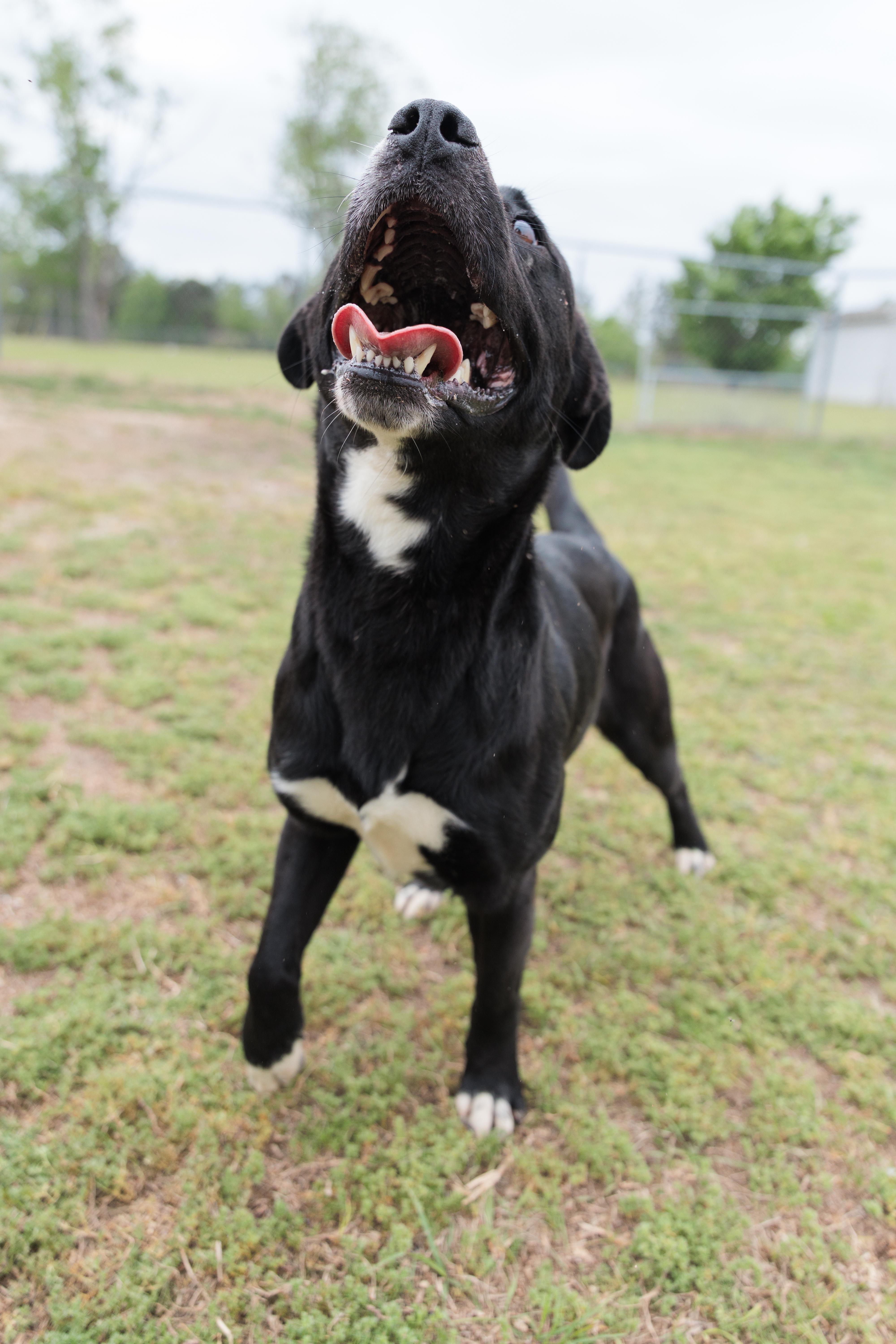 Avery, a ADOPTABLE mixed breed in Valdosta, GA image 5/5