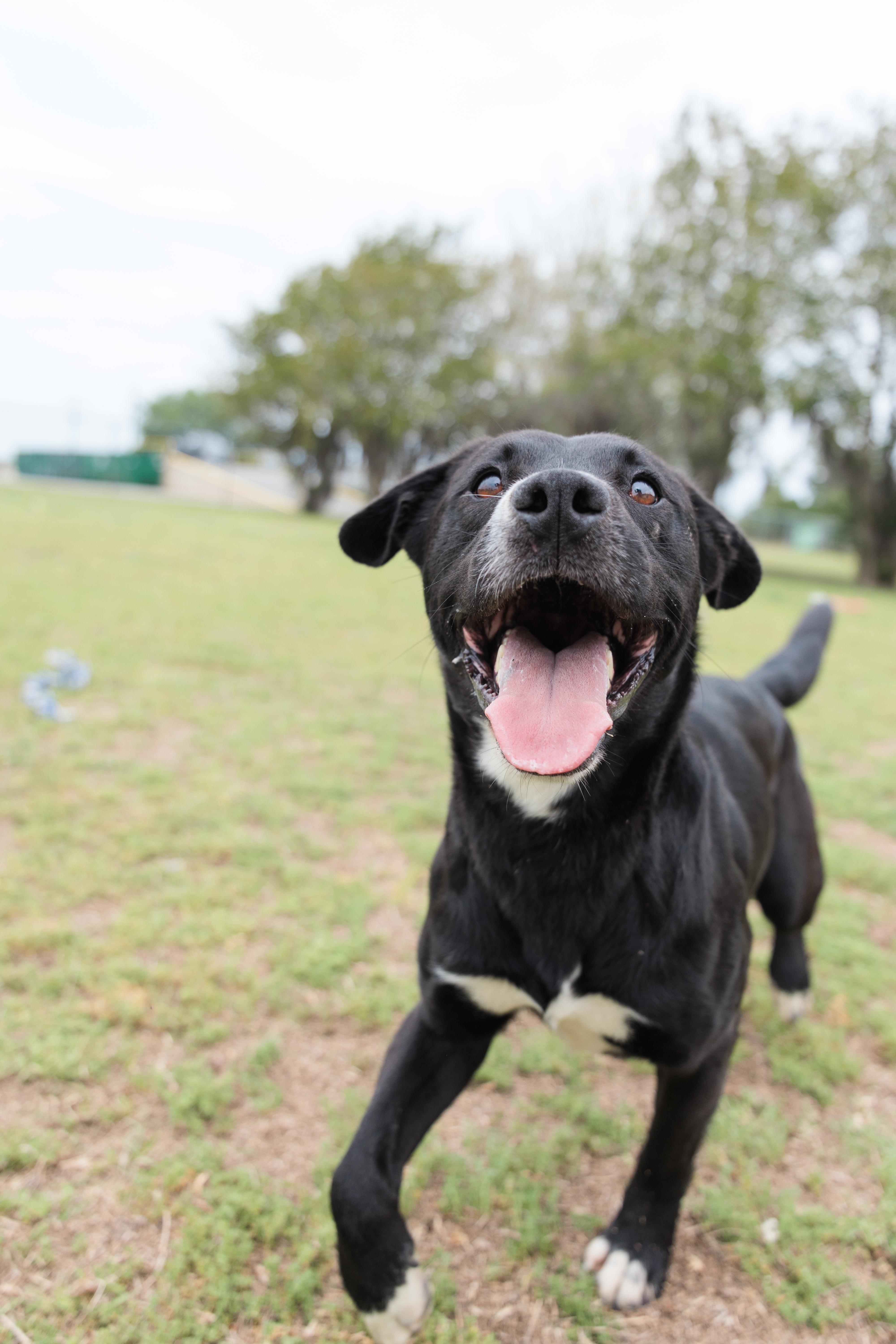 Avery, a ADOPTABLE mixed breed in Valdosta, GA image 4/5