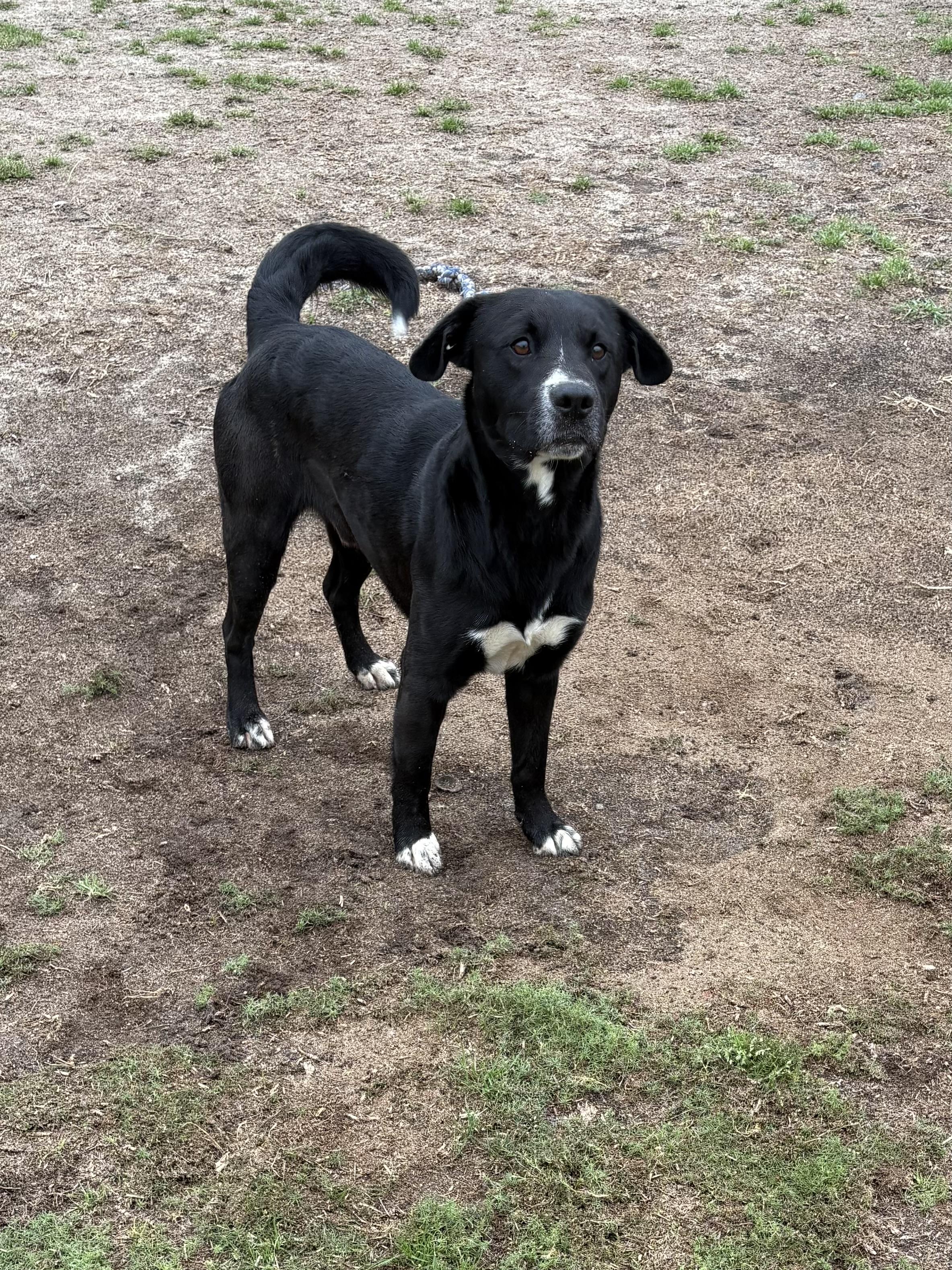 Enlarge Avery, a ADOPTABLE mixed breed in Valdosta, GA image 2/5