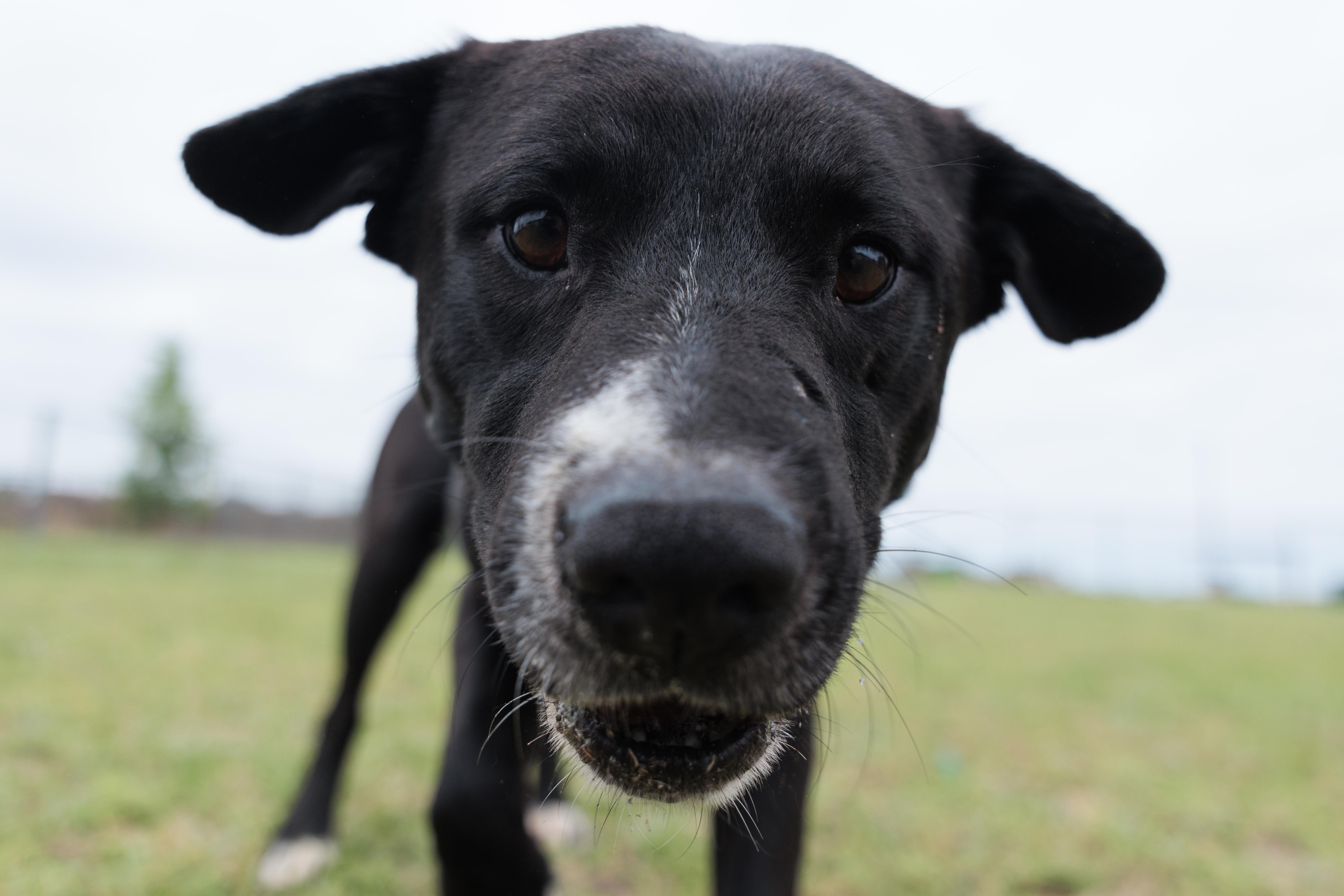 Avery, a ADOPTABLE mixed breed in Valdosta, GA image 3/5
