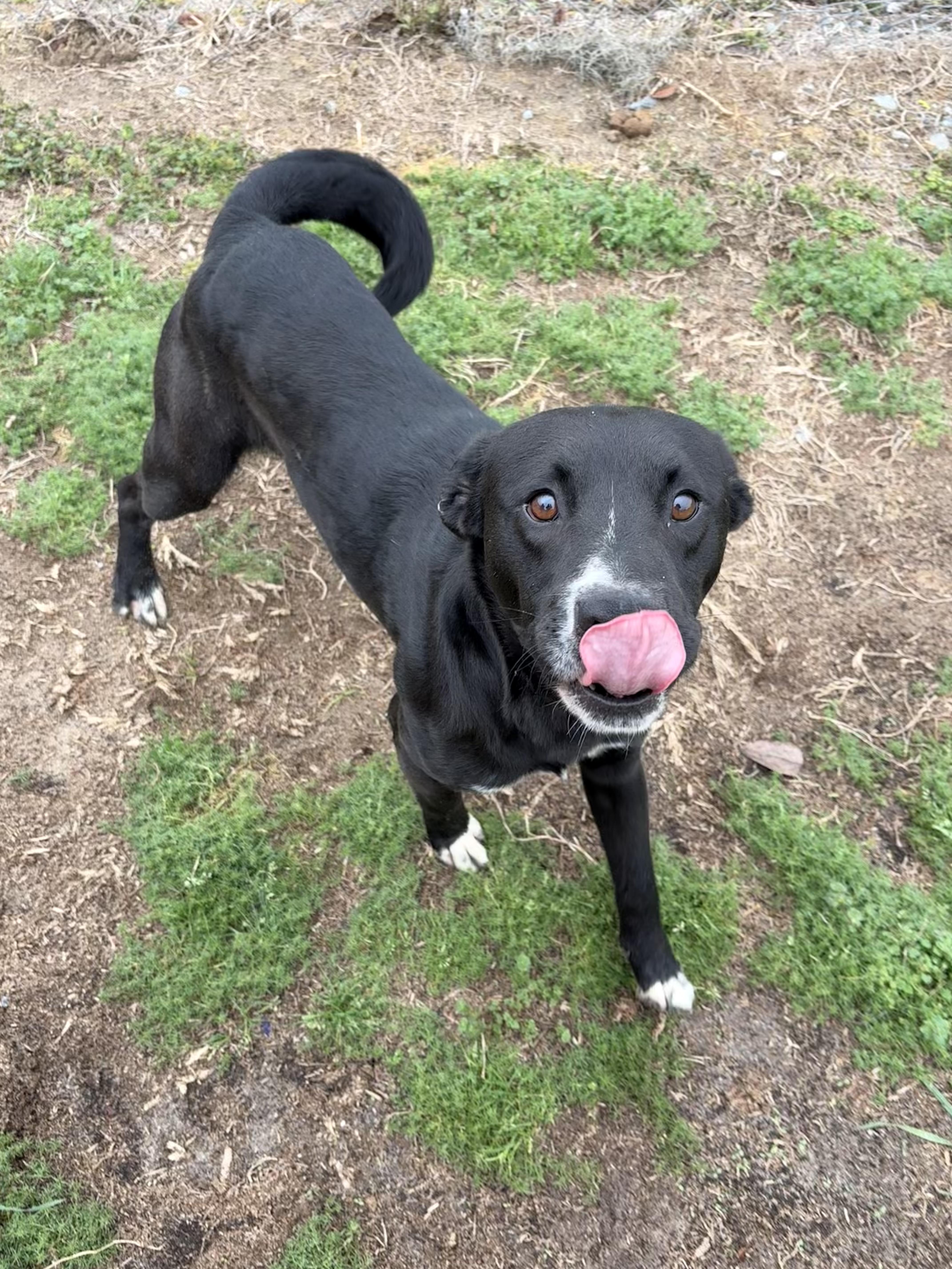 Enlarge Avery, a ADOPTABLE mixed breed in Valdosta, GA image 3/5