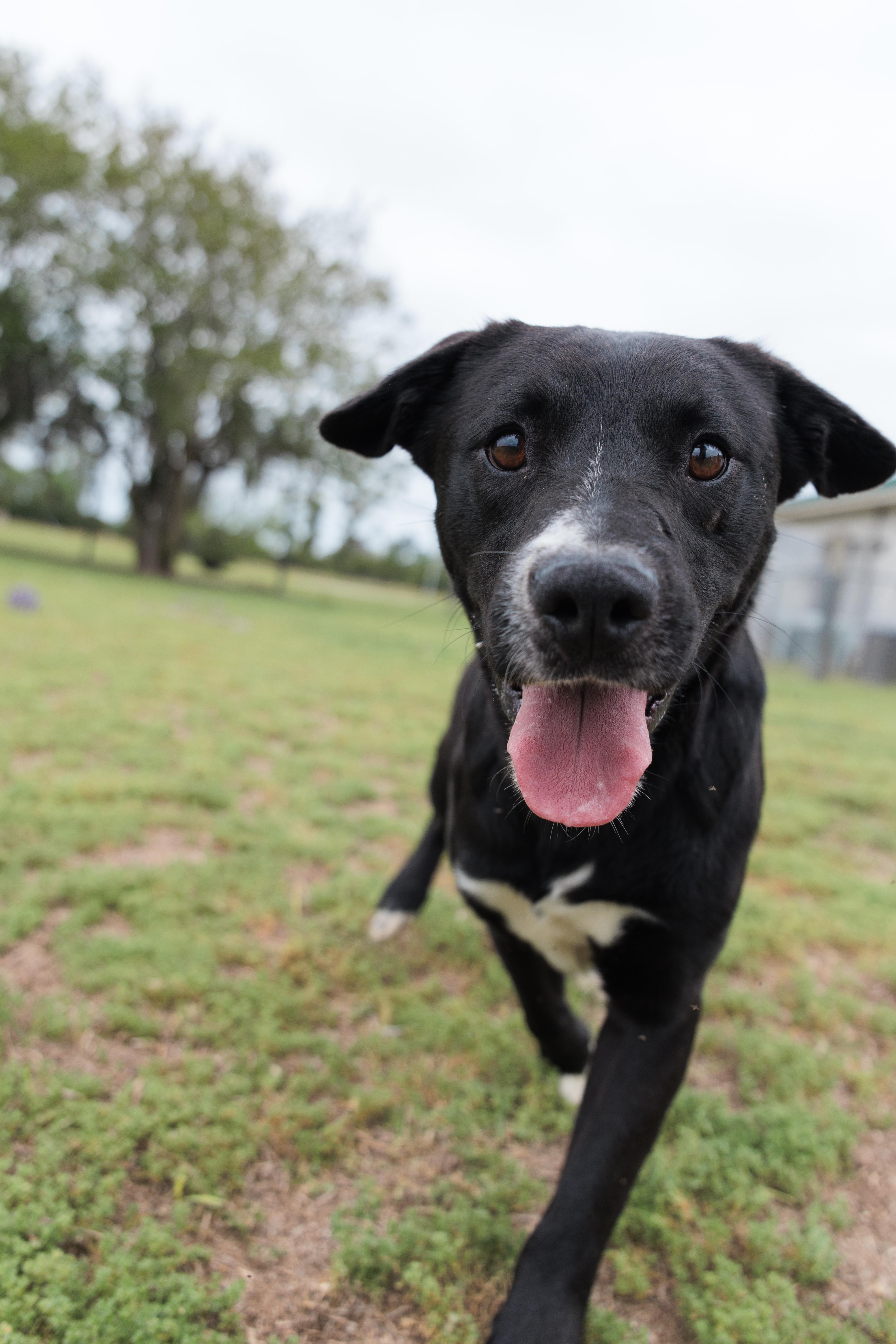 Avery, a ADOPTABLE mixed breed in Valdosta, GA image 2/5